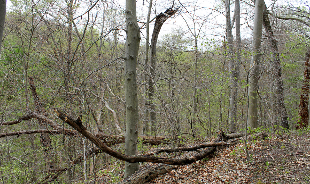 Cuyahoga Boston Run Trail