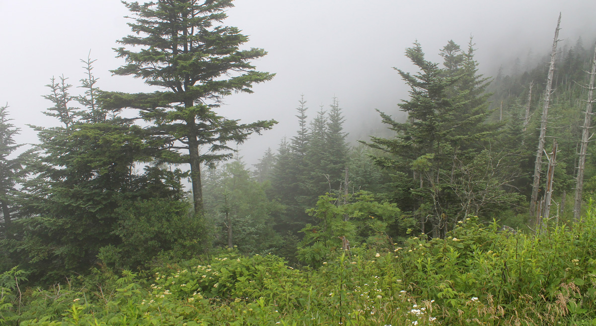 clingmans dome