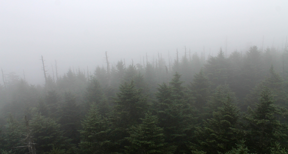 Clingmans Dome Morning Fog