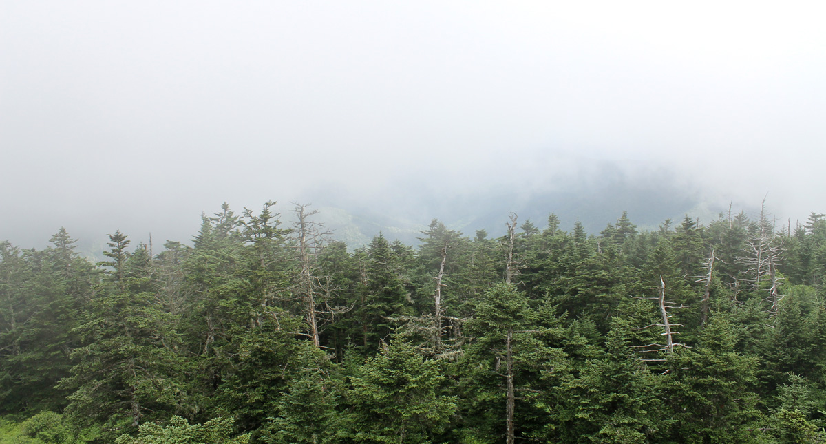 Clingmans Dome Clearing