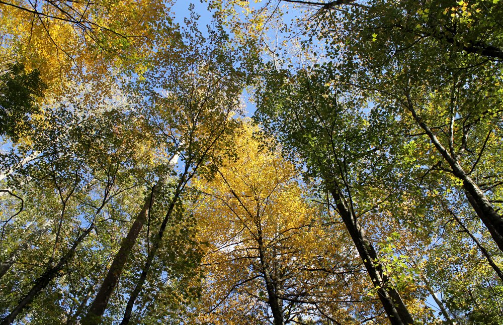 Great Smoky Mountains